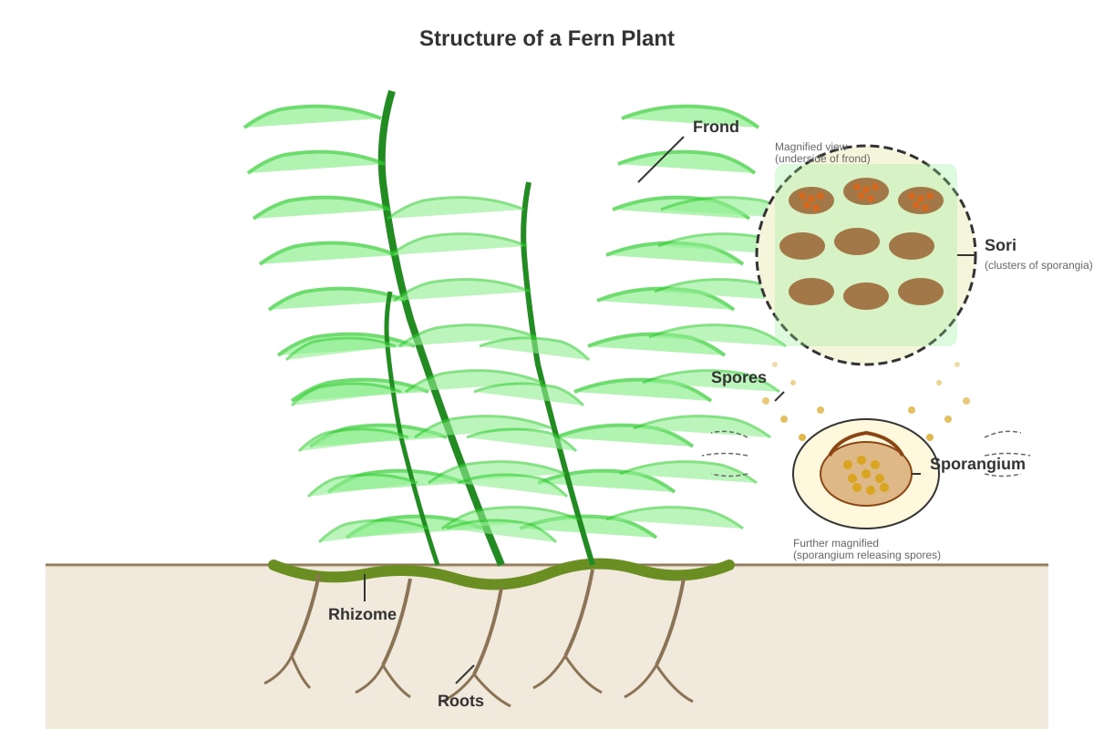 Diagram for Q39 (P5 Science)