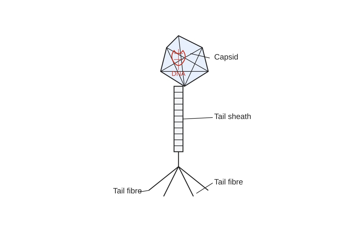 Diagram for Q14 (ALEVEL Biology H2)