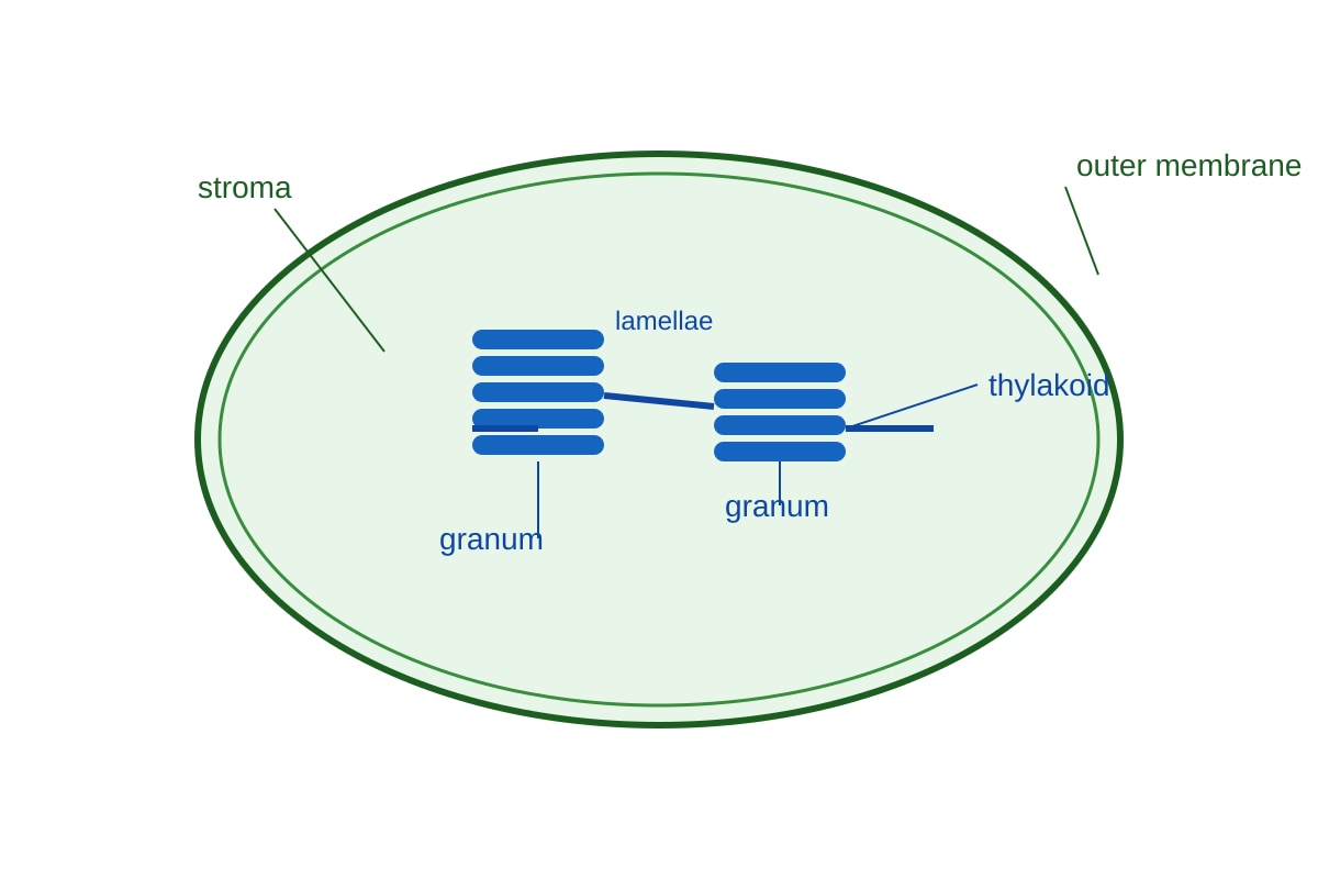 Diagram for Q17 (ALEVEL Biology H1)