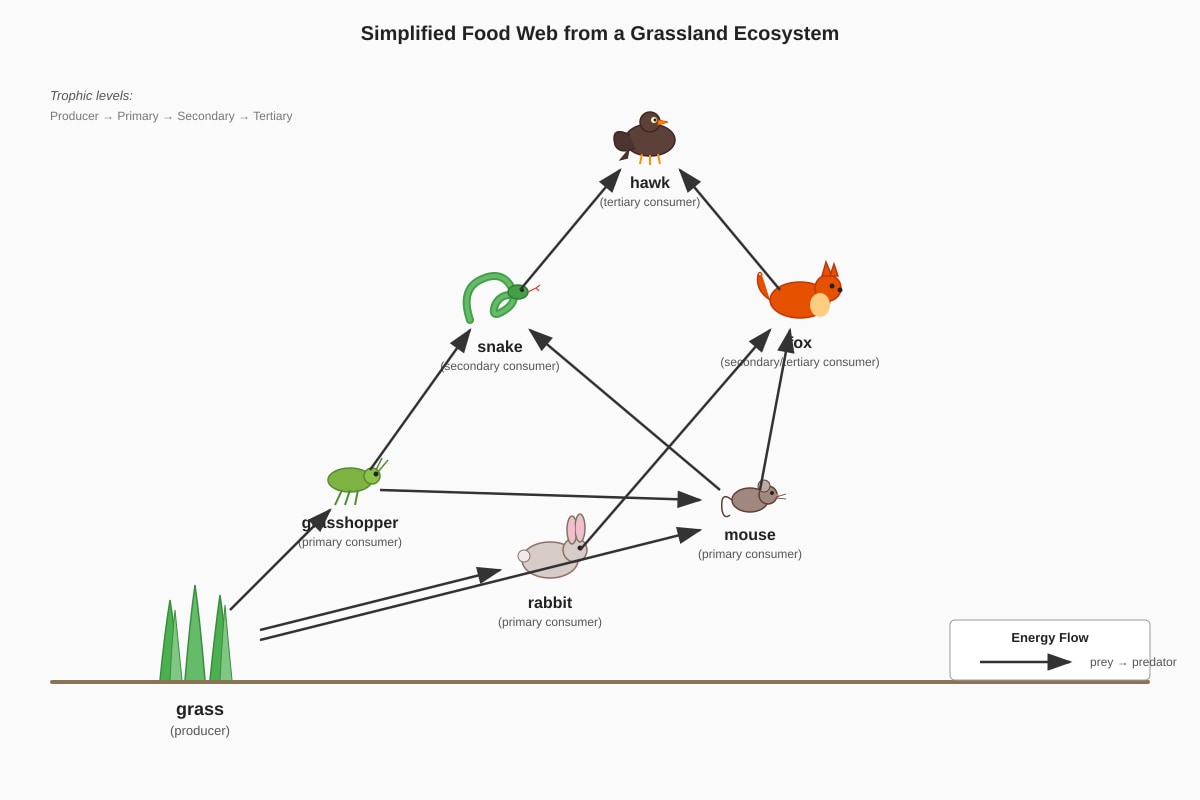 Diagram for Q12 (ALEVEL Biology H1)