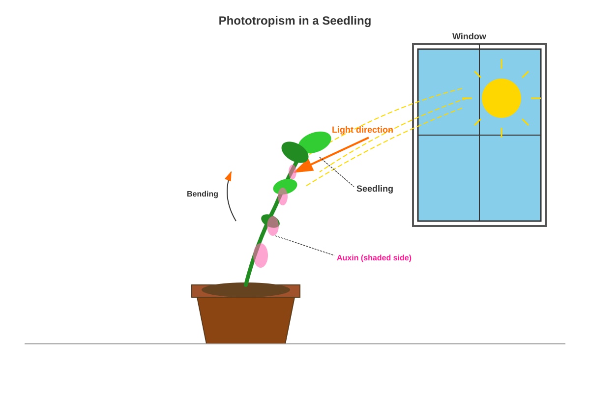 Diagram for Q48 (P6 Science)