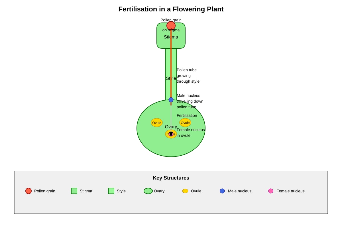 Diagram for Q16 (P6 Science)