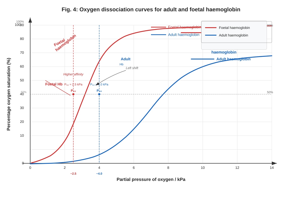Graph for Q8 (ALEVEL Biology H1)