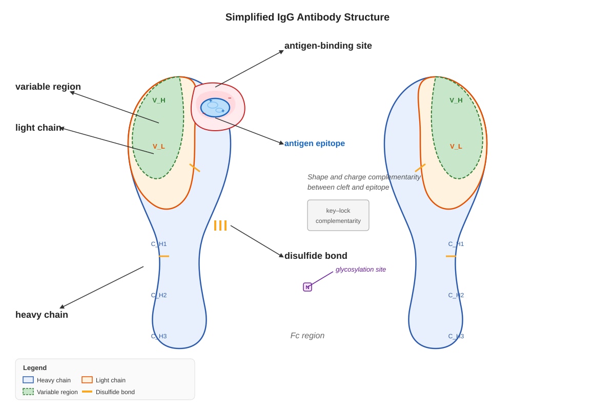 Diagram for Q13 (ALEVEL Biology H3)