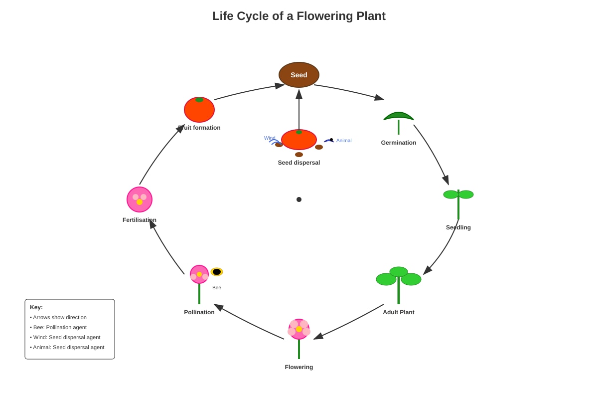 Diagram for Q31 (P6 Science)