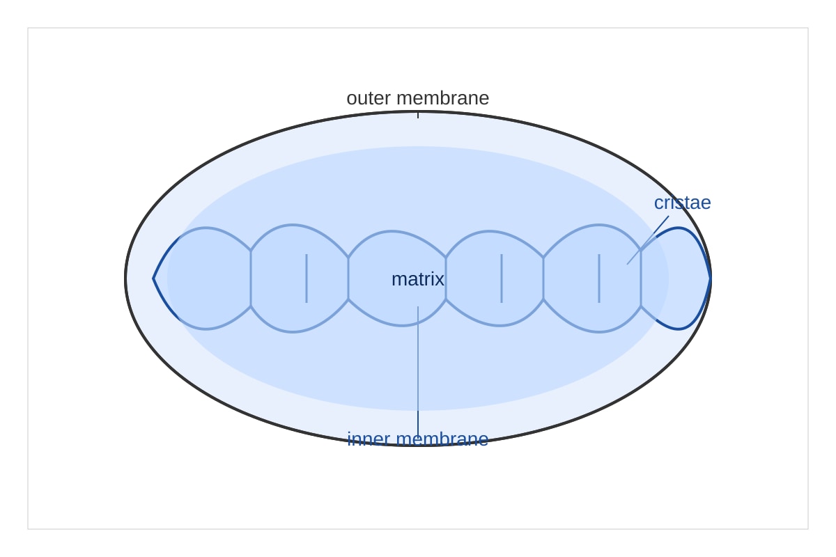Diagram for Q11 (OLEVEL Biology)