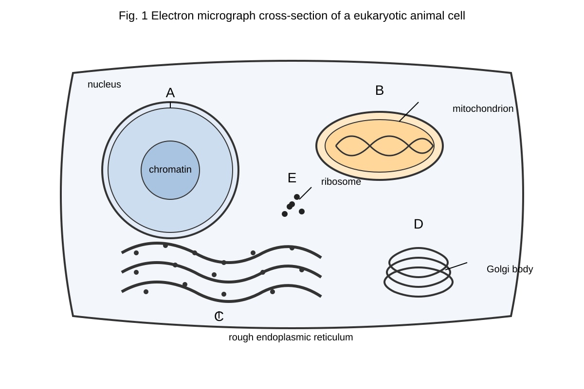 Diagram for Q9 (ALEVEL Biology H1)