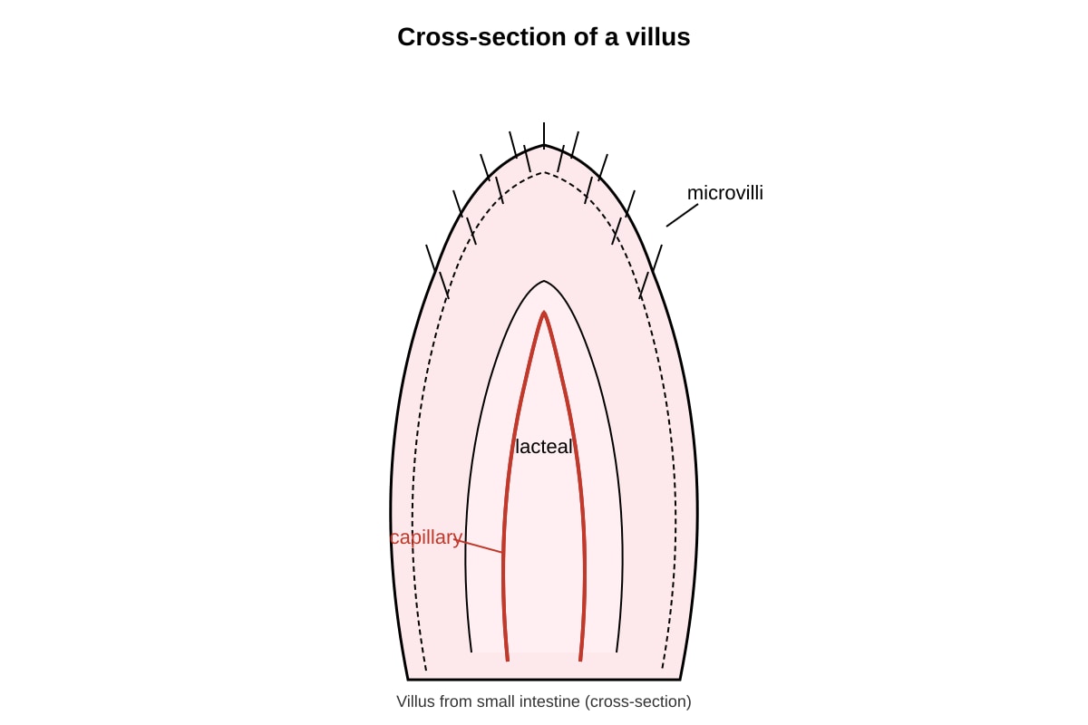 Diagram for Q26 (OLEVEL Biology)