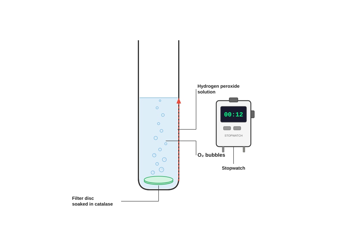 Experimental Setup for Q17 (ALEVEL Biology H2)