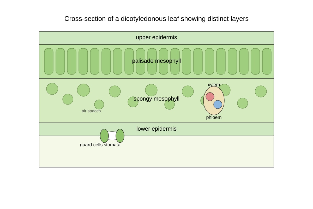 Diagram for Q11 (SEC3 Biology)