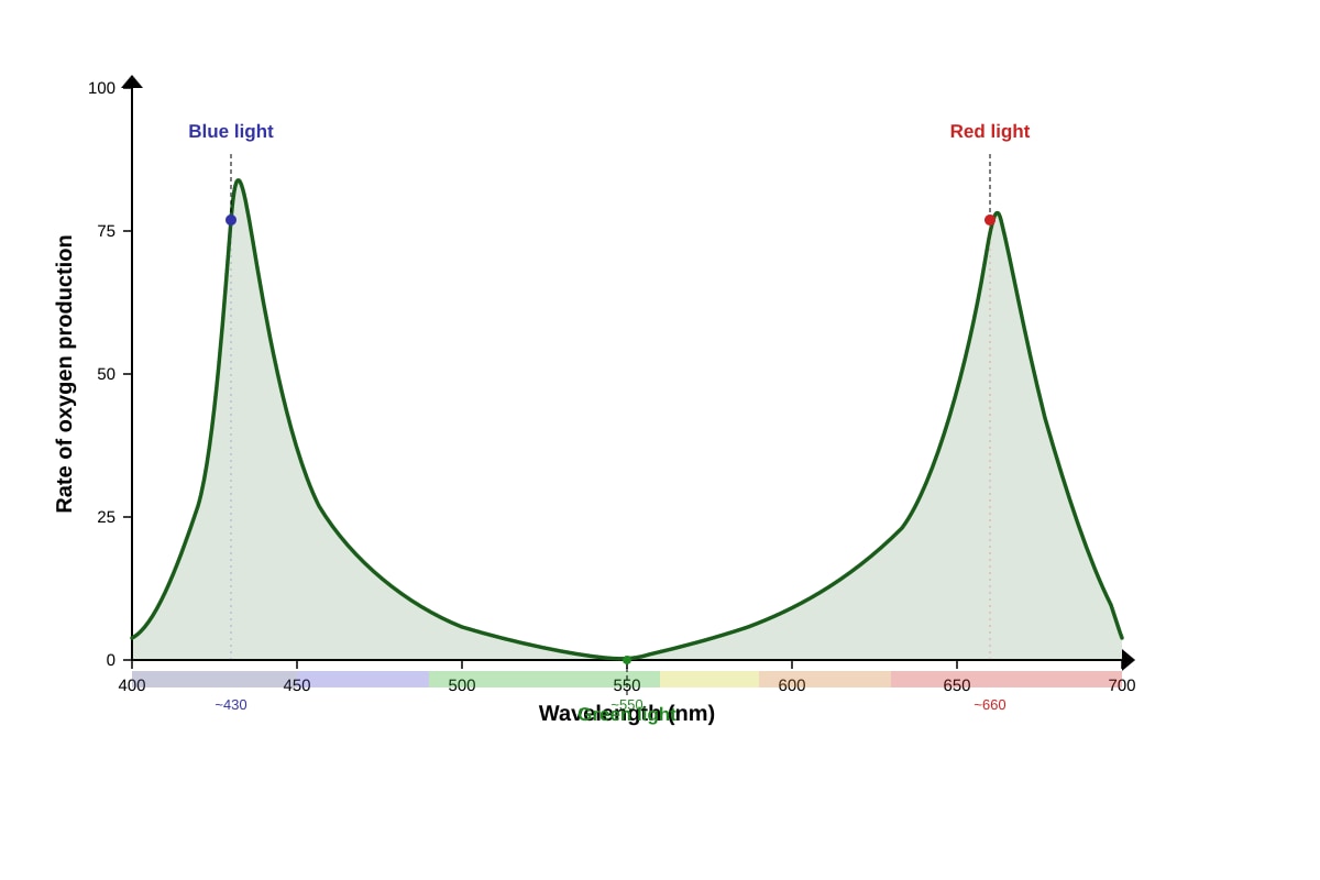 Graph for Q14 (ALEVEL Biology H1)