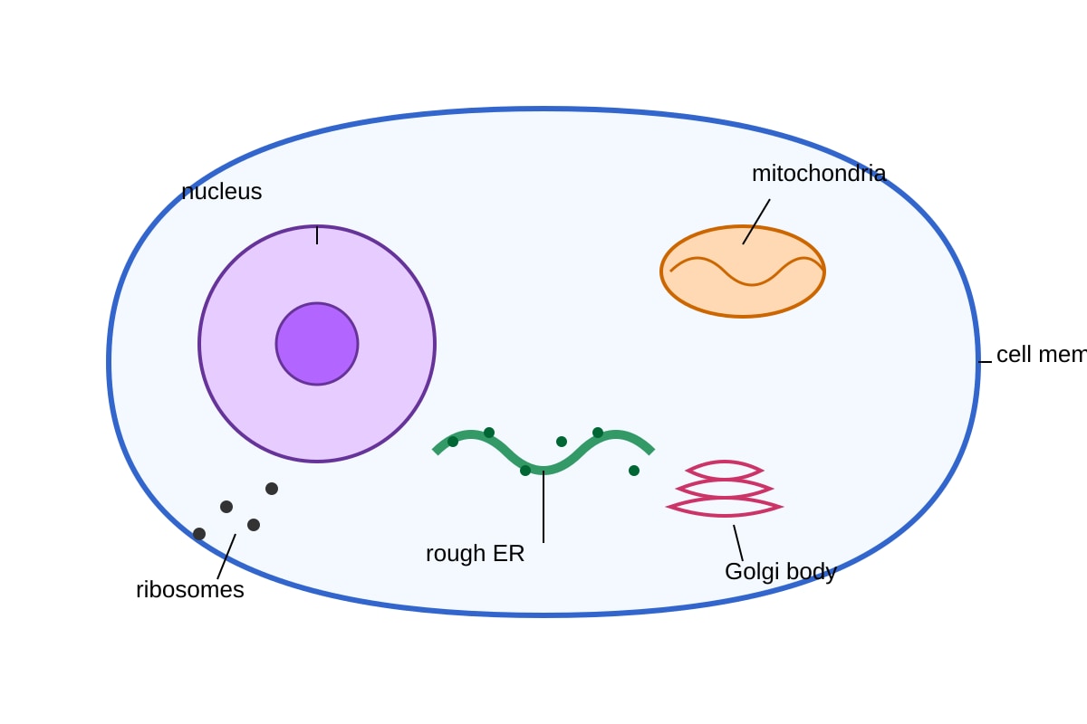 Diagram for Q11 (SEC3 Biology)