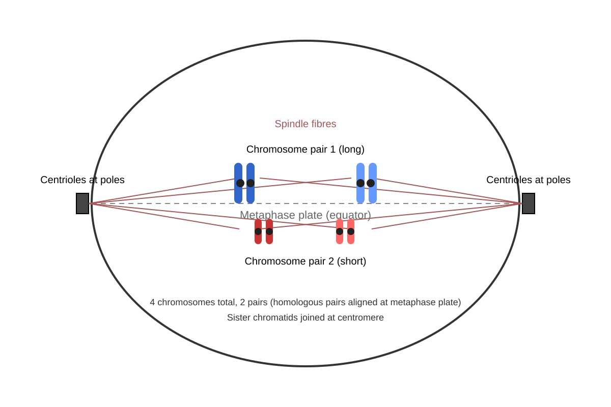 Diagram for Q12 (OLEVEL Biology)
