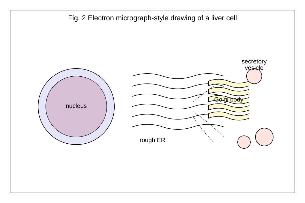 Diagram for Q3 (ALEVEL Biology H1)
