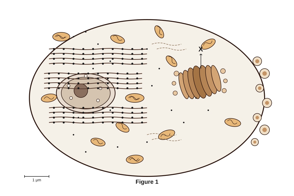 Diagram for placeholder 3 (SEC3 Biology)