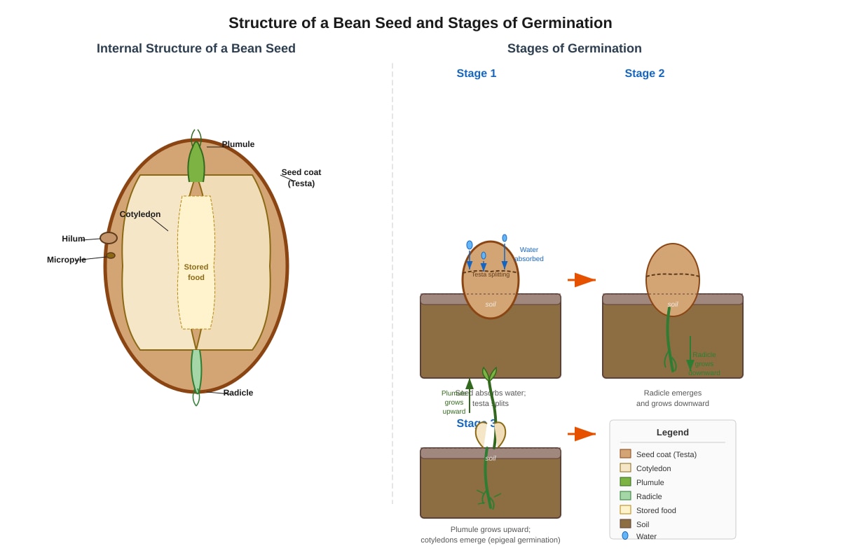 Diagram for Q40 (P6 Science)