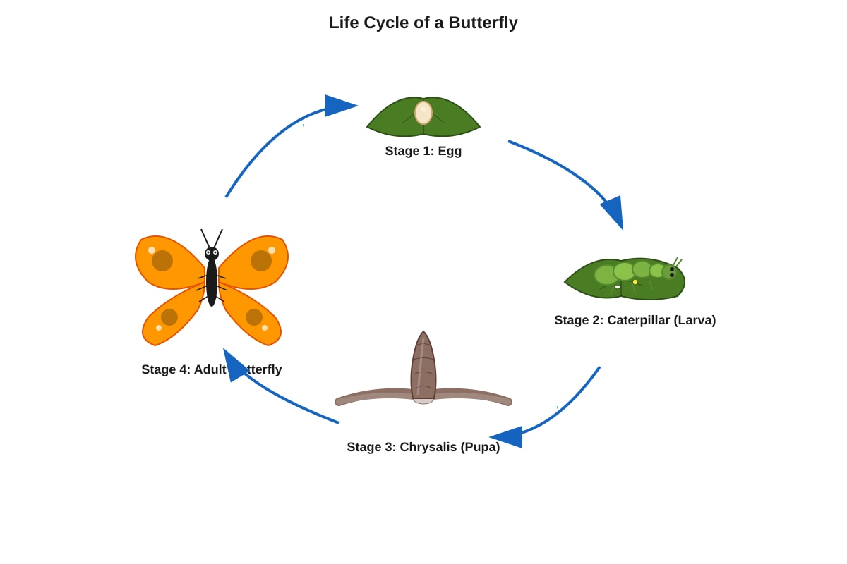 Diagram for Q11 (P4 Science)