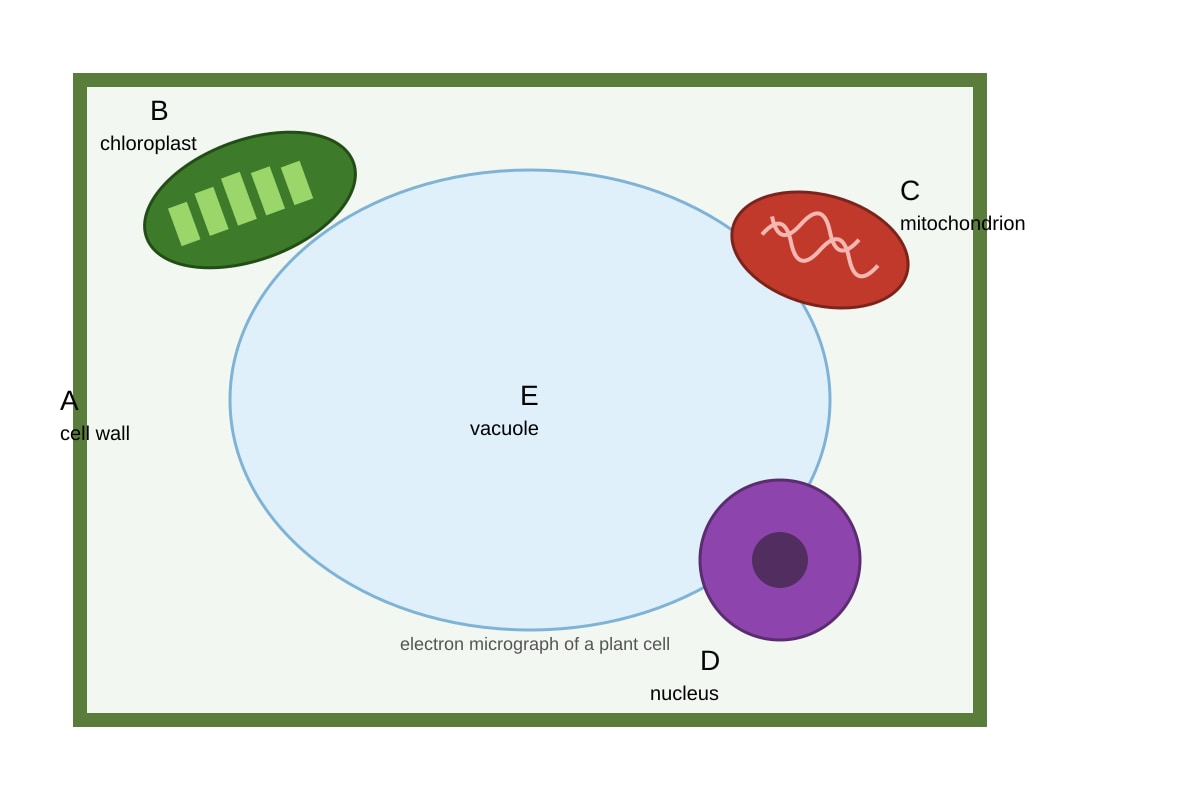 Experimental Setup for Q13 (SEC4 Pure Biology)