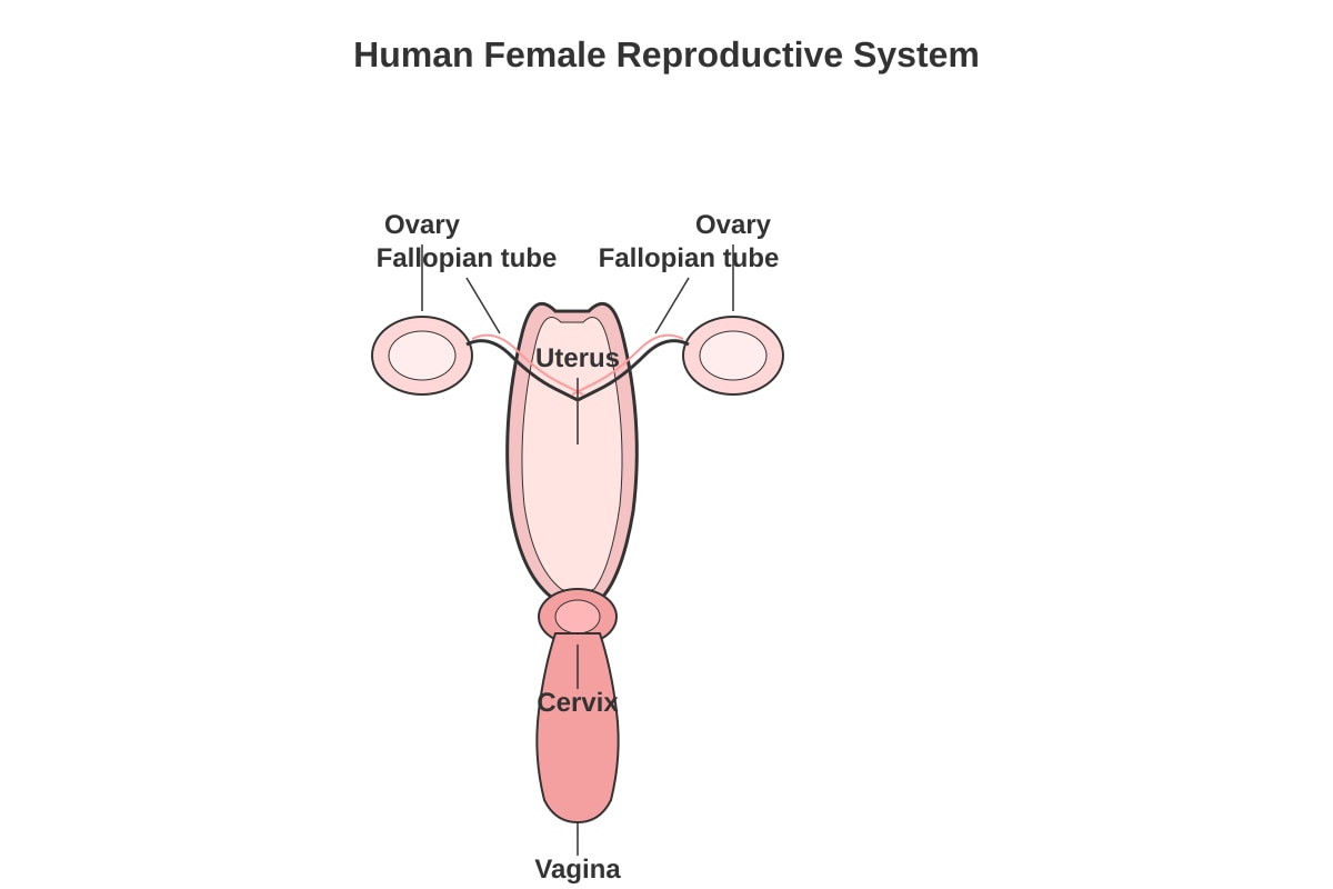 Diagram for Q9 (P5 Science)