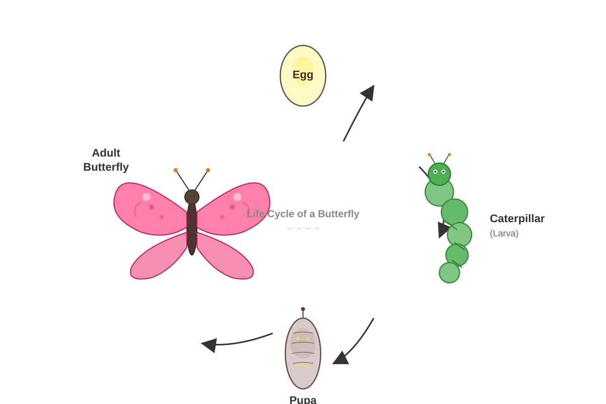 Diagram for Q13 (P4 Science)