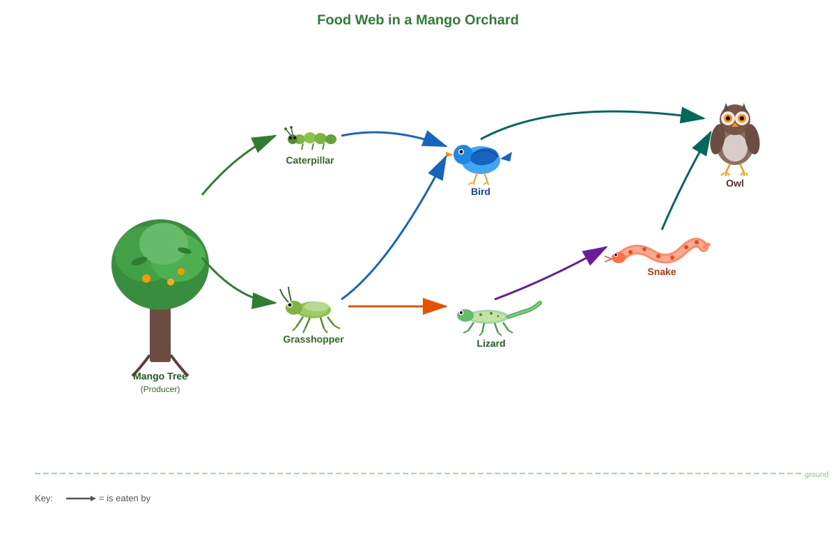 Diagram for Q12 (P4 Science)