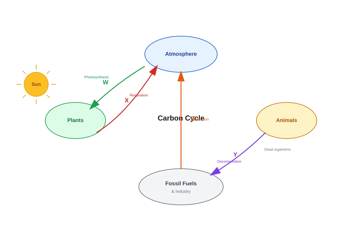 Diagram for Q6 (P5 Science)