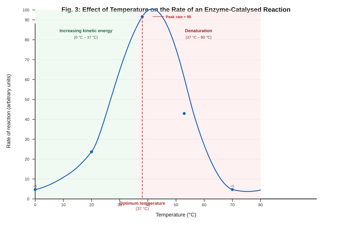 Graph for Q9 (ALEVEL Biology H1)