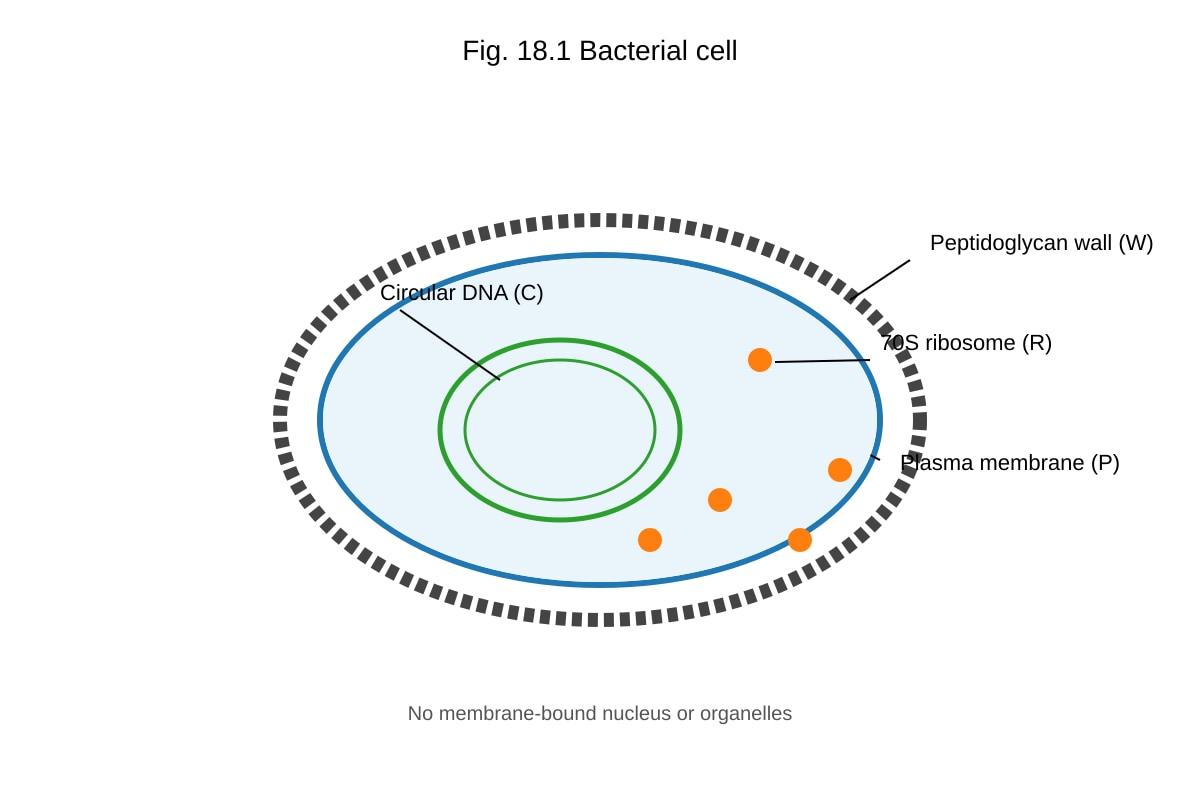 Diagram for Q18 (ALEVEL Biology H2)