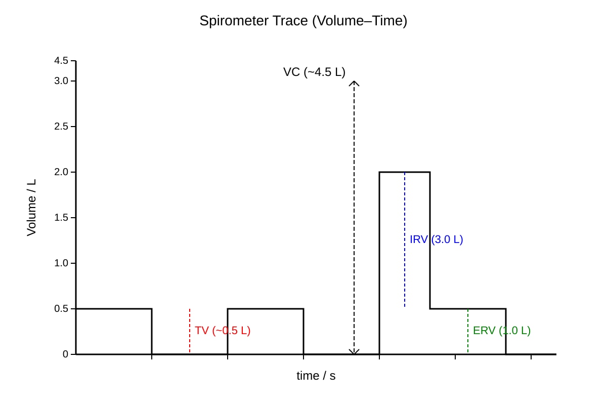 Graph for Q19 (ALEVEL Biology H2)