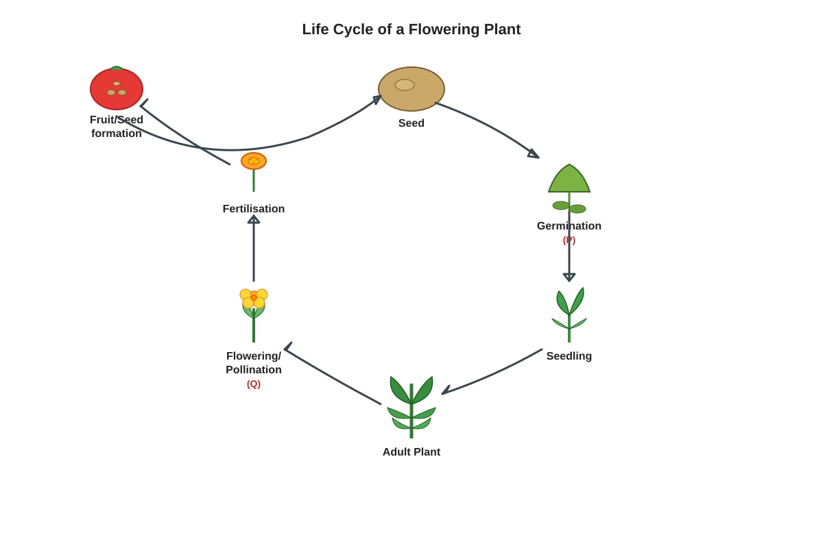 Diagram for Q3 (P5 Science)