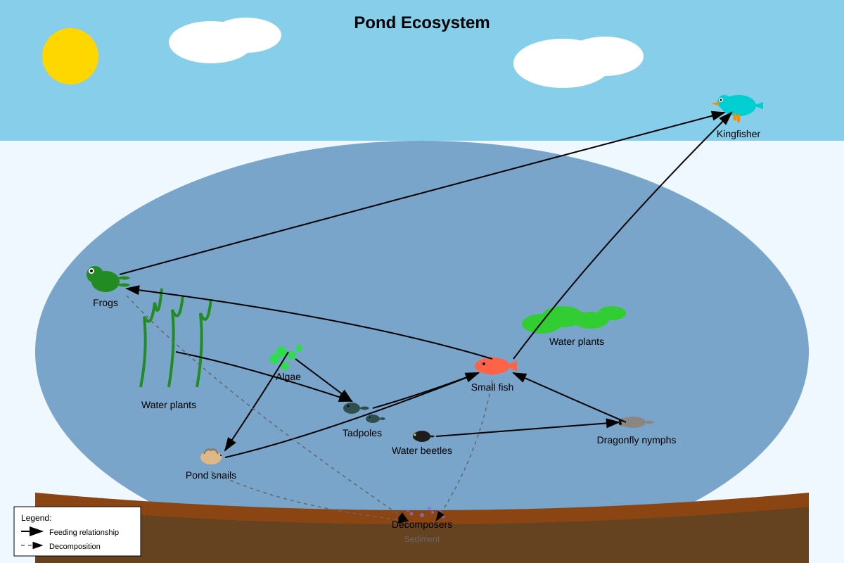 Diagram for Q42 (P6 Science)