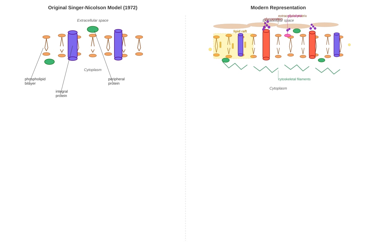 Diagram for Q11 (ALEVEL Biology H3)