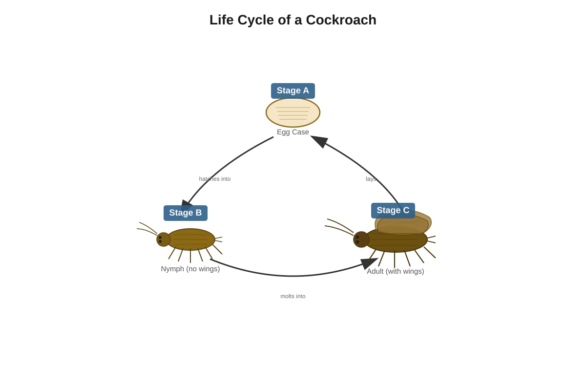 Diagram for Q11 (P3 Science)