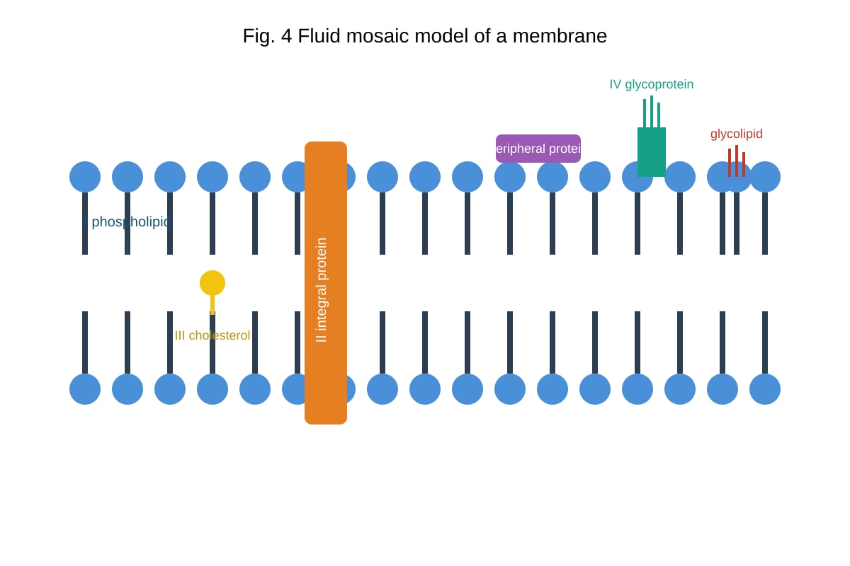 Diagram for Q13 (ALEVEL Biology H1)