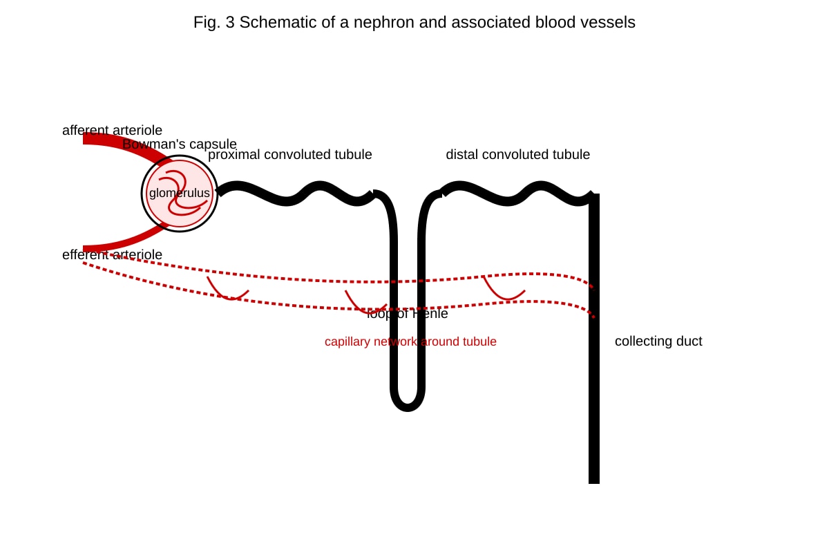 Diagram for Q14 (ALEVEL Biology H1)