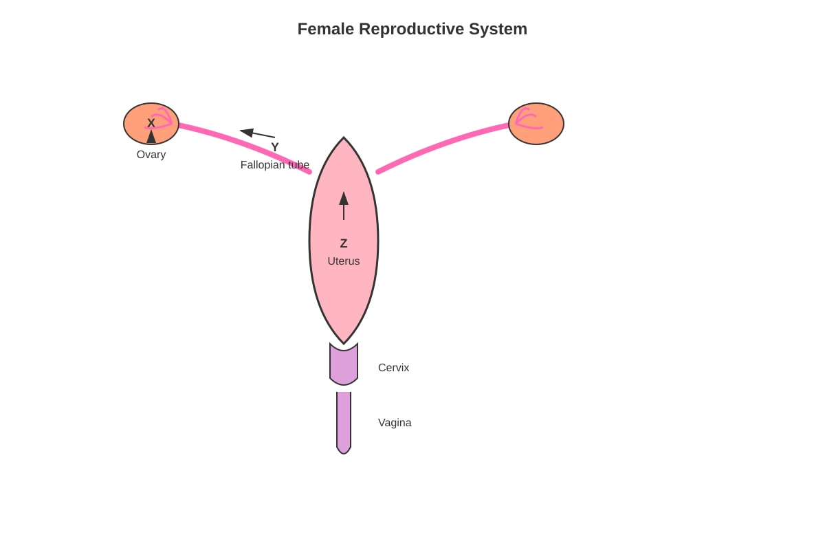 Diagram for Q33 (P5 Science)
