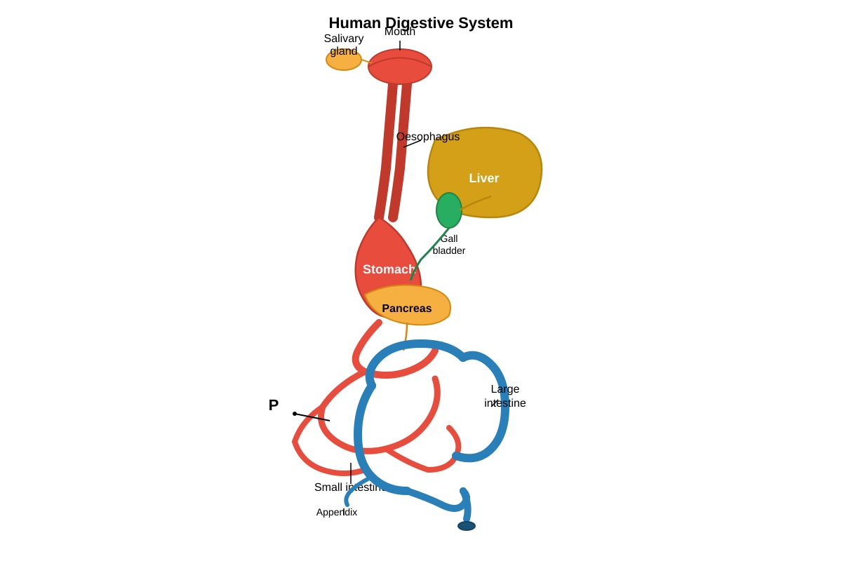 Diagram for placeholder 1 (SEC4 Combined Sci Bio)