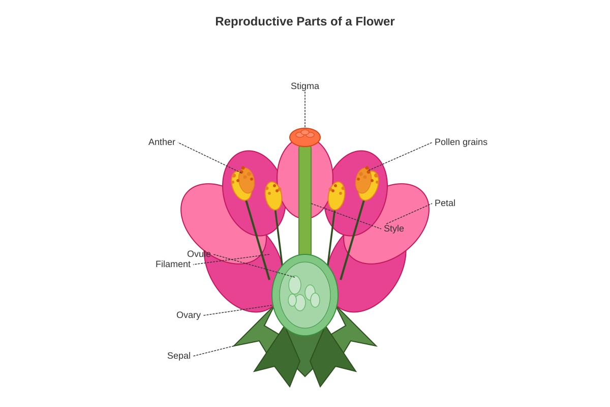 Diagram for Q29 (P5 Science)
