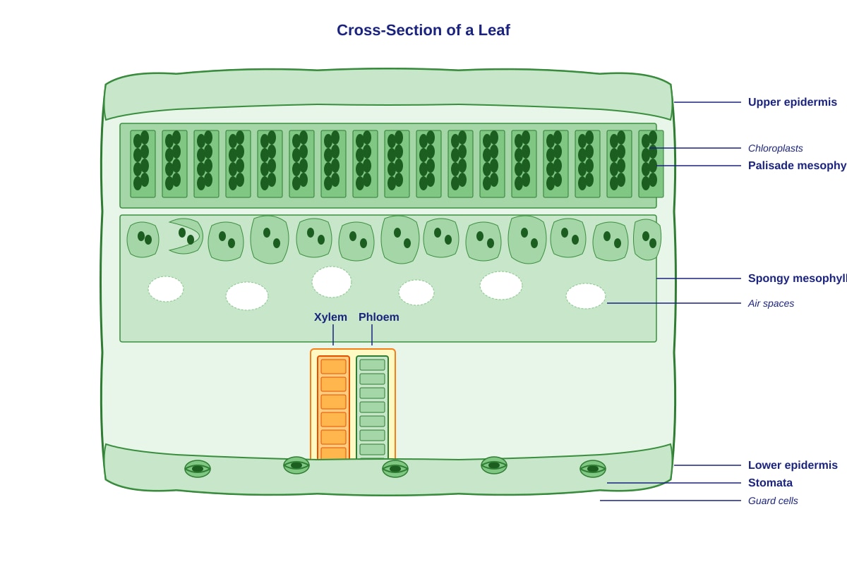 Diagram for Q25 (P6 Science)