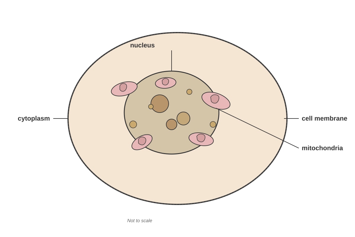 Diagram for Q30 (P6 Science)