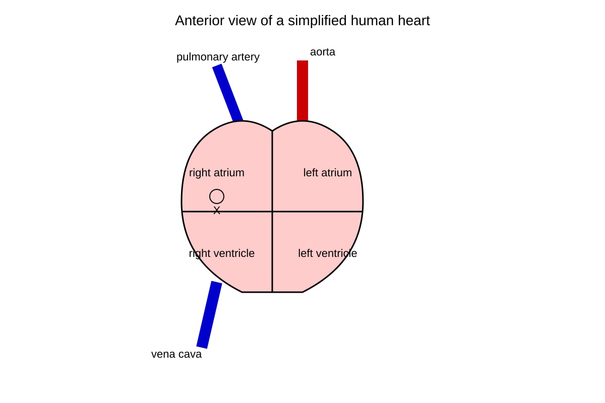Diagram for Q5 (ALEVEL Biology H1)