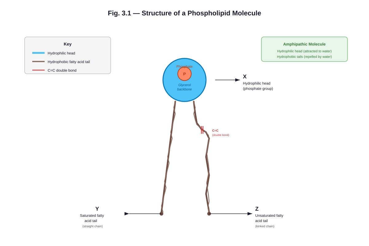 Diagram for Q3 (ALEVEL Biology H1)