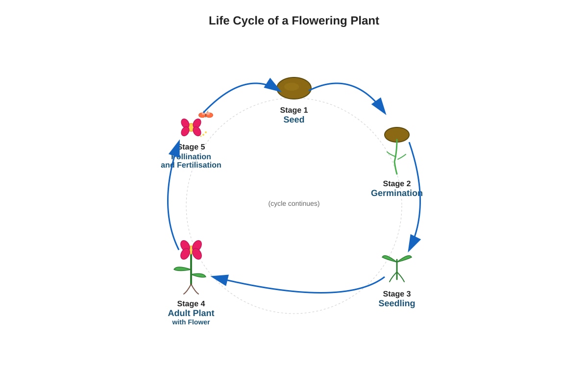 Diagram for Q13 (P5 Science)