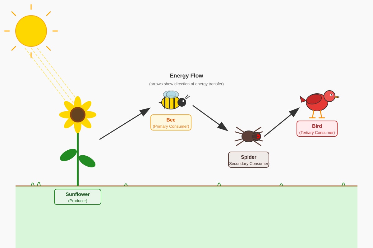 Diagram for Q5 (P4 Science)