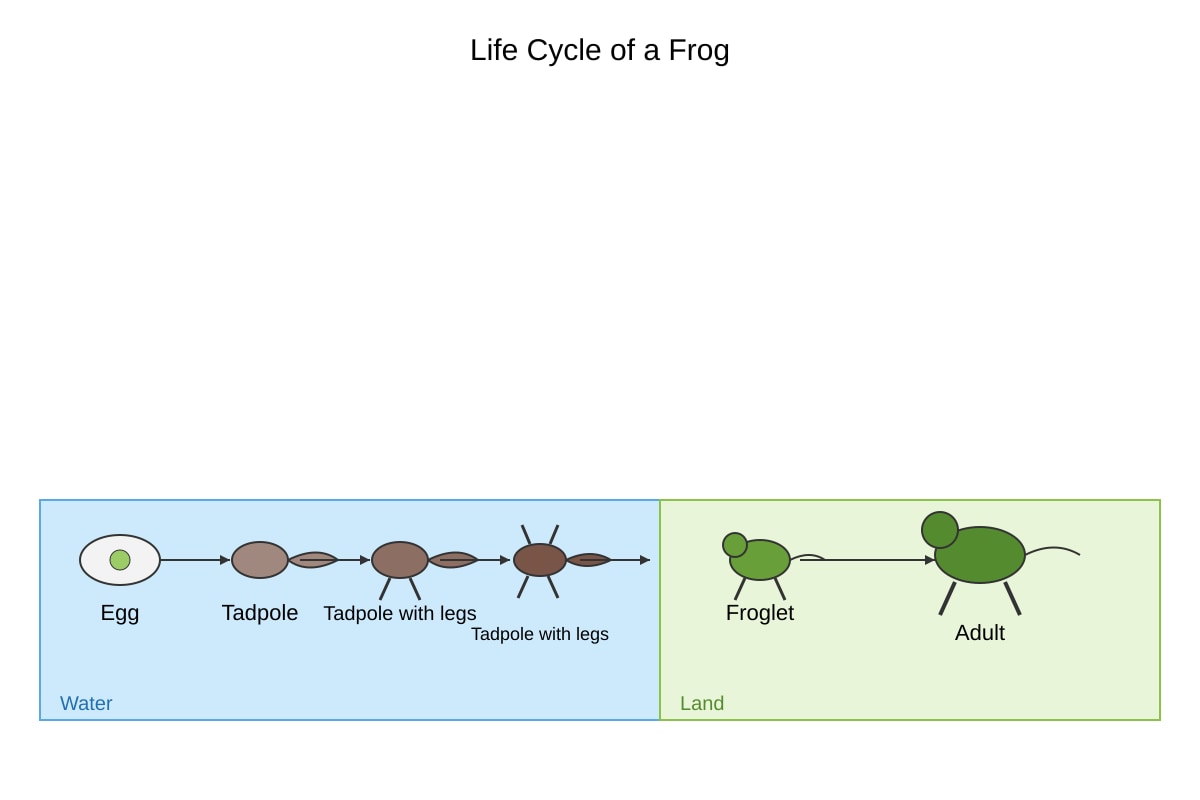 Diagram for Q18 (P6 Science)