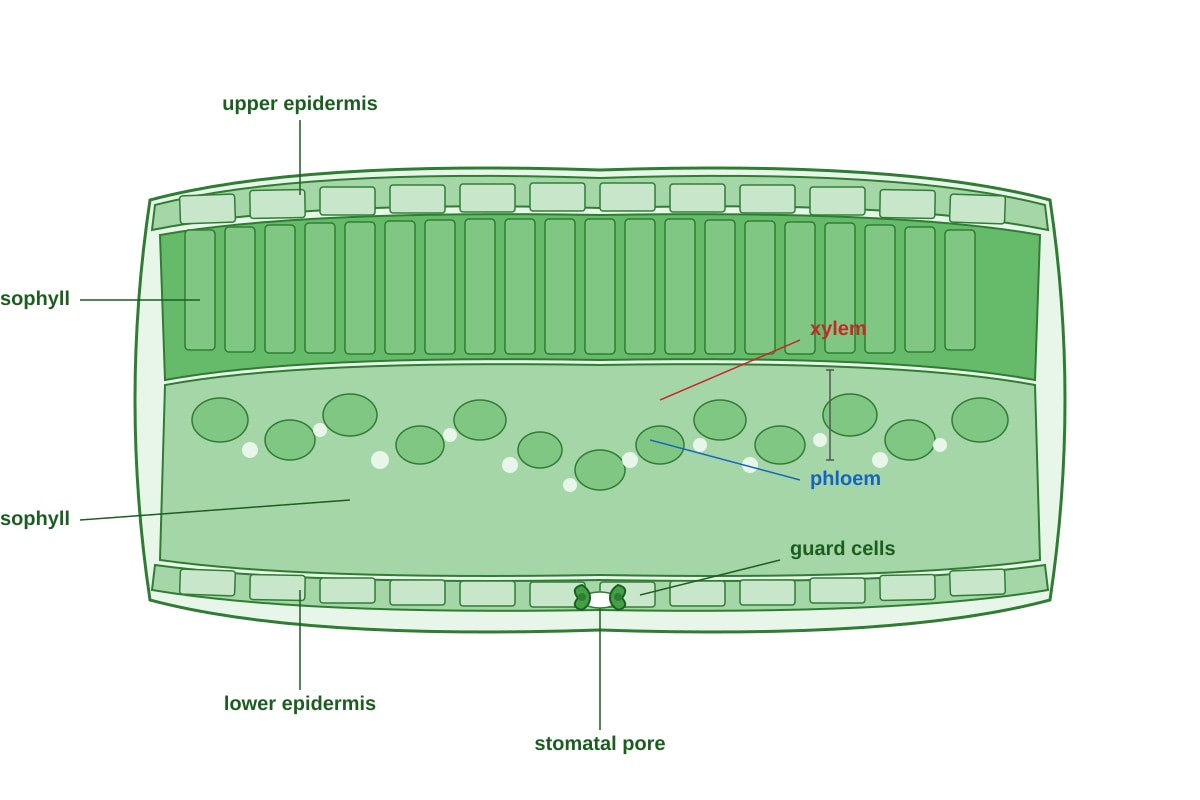 Diagram for Q9 (ALEVEL Biology H1)