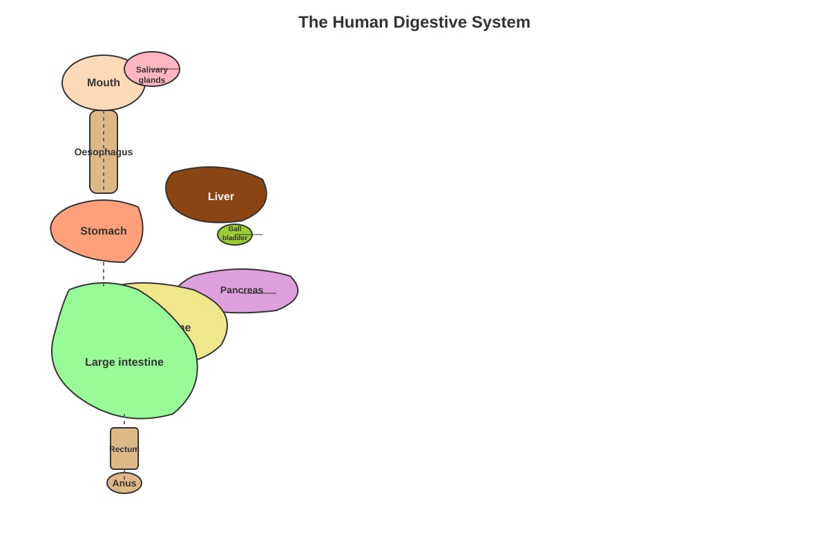Diagram for Q37 (P6 Science)