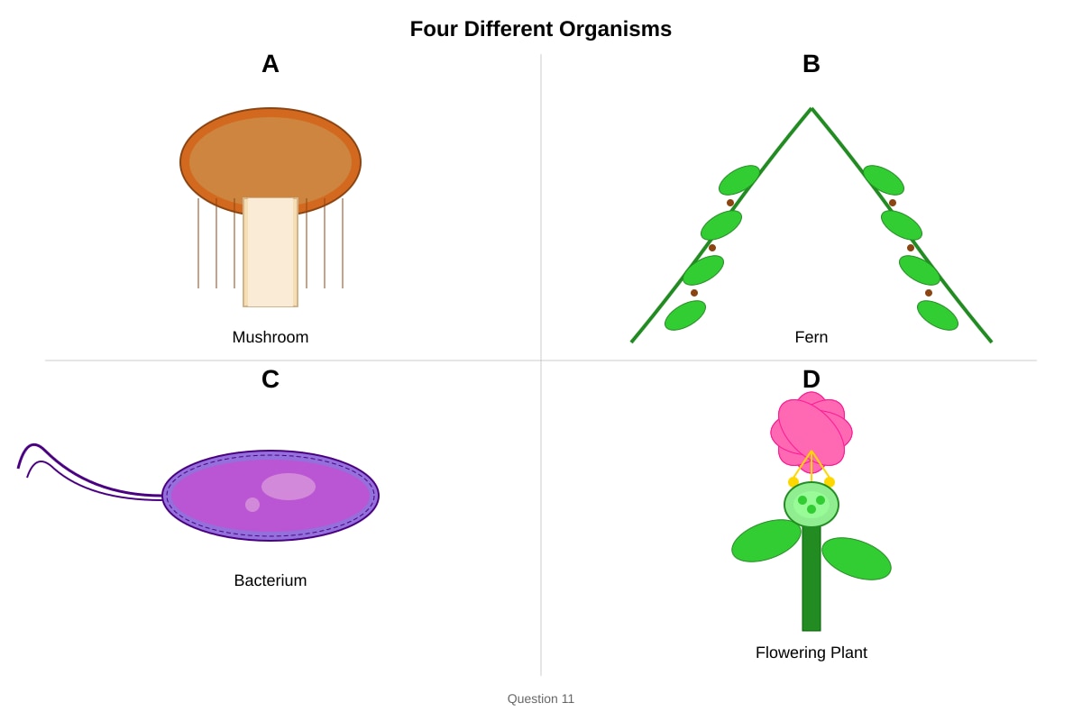 Diagram for Q11 (P6 Science)
