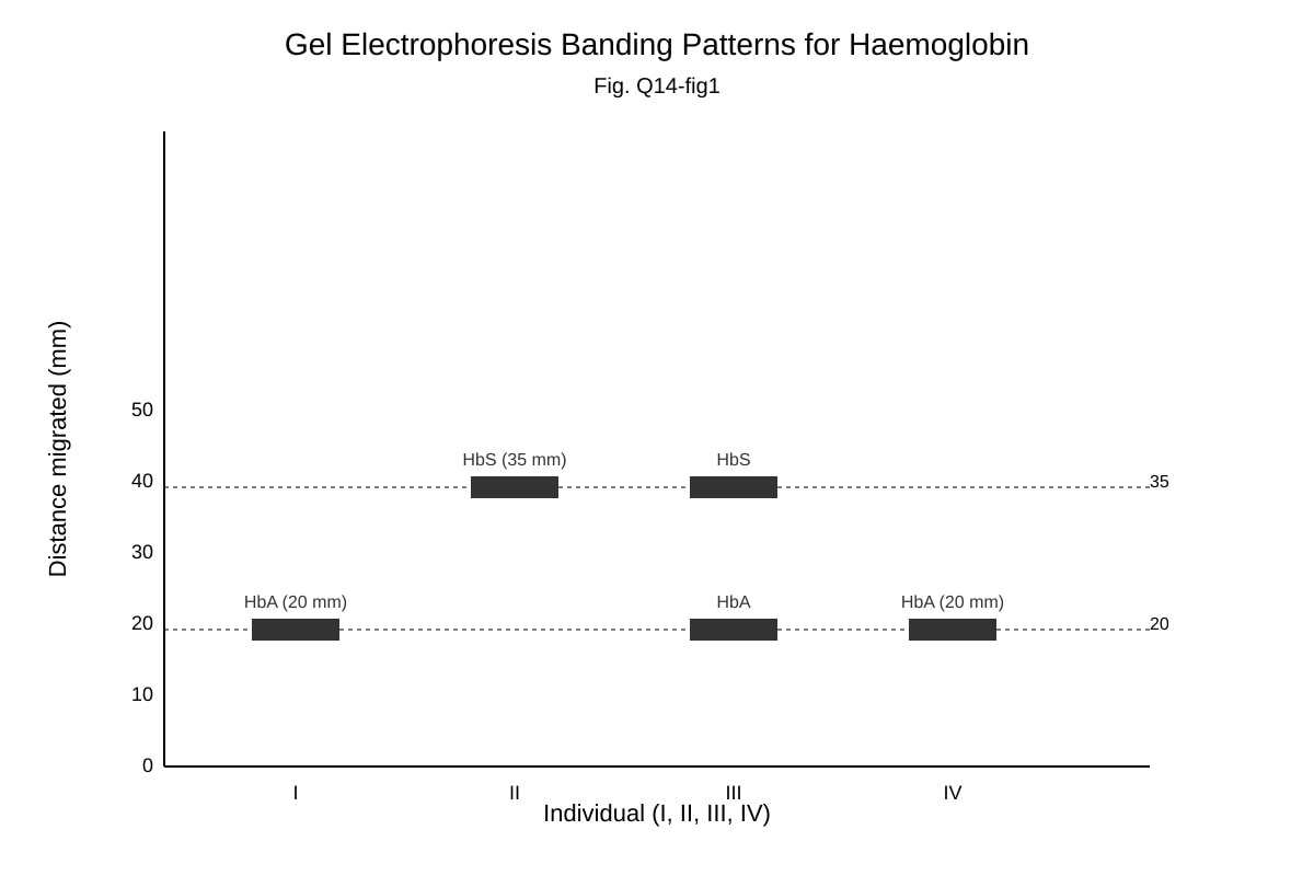 Graph for Q14 (ALEVEL Biology H2)