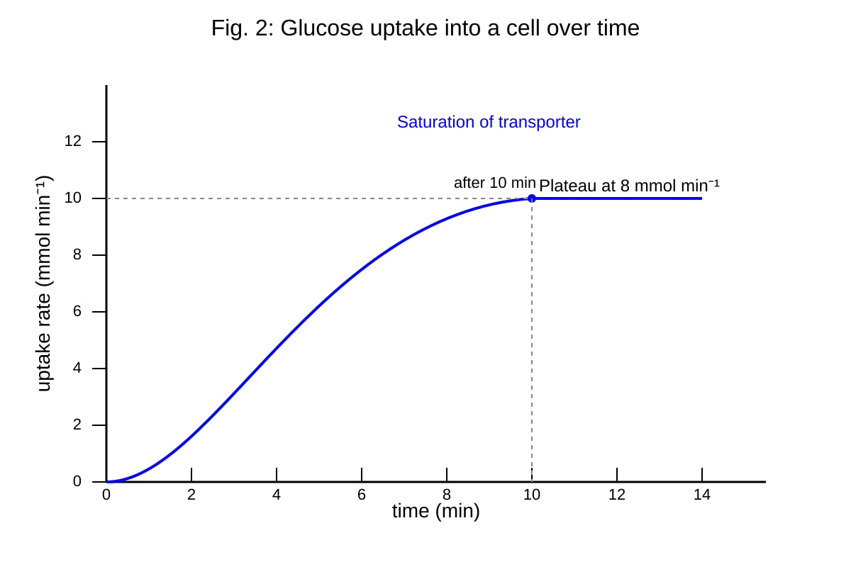 Graph for Q10 (ALEVEL Biology H1)